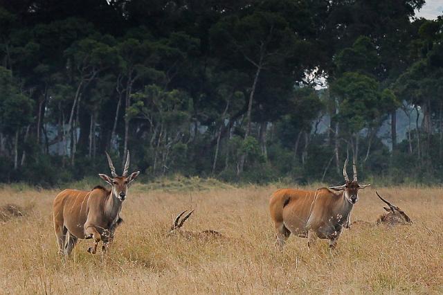031 Kenia, Masai Mara, elandantilopes.jpg